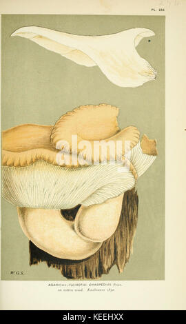 Eine Illustration aus „Illustrations of British Fungi“ mit Hymenomyceten, die verschiedene Pilzarten in Großbritannien zeigen. Dieses Kunstwerk dient als pädagogische und historische Ressource und unterstreicht die natürliche Vielfalt der Pilze in der Region. Stockfoto