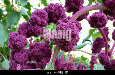Amaranthus caudatus Centurion 2 Stockfoto