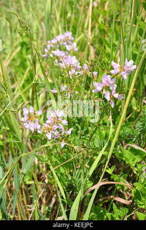 (Crownvetch securigera Varia) Stockfoto