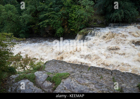 Untere scetion von aysgarth fällt, North Yorkshire, in der der volle Ölfluß nach starken Regenfällen. Stockfoto