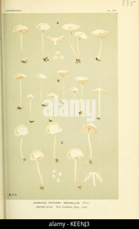 Eine Illustration aus dem *Handbuch der britischen Pilze*, die verschiedene Arten von Hymenomyceten zeigt. Dieser wissenschaftliche atlas bietet detaillierte Bilder zur Identifizierung und Untersuchung britischer Pilze. Stockfoto