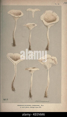Diese Illustration aus dem „Handbuch der britischen Pilze“ zeigt verschiedene Arten britischer Pilze, insbesondere Hymenomyceten, die als Referenz für die Identifizierung dieser Organismen in der britischen Flora dienen. Stockfoto