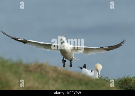 Tierwelt: tölpel an Bempton Cliffs. (Morus bassanus). Stockfoto