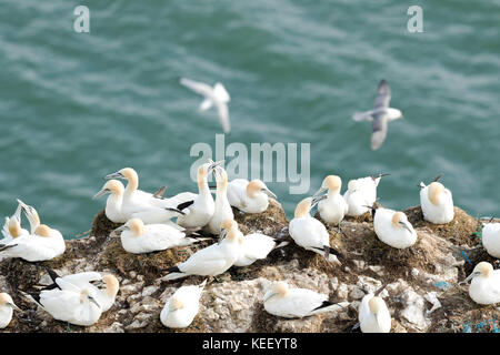 Tierwelt: tölpel an Bempton Cliffs. (Morus bassanus). Stockfoto
