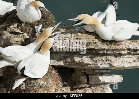 Tierwelt: tölpel an Bempton Cliffs. (Morus bassanus). Stockfoto