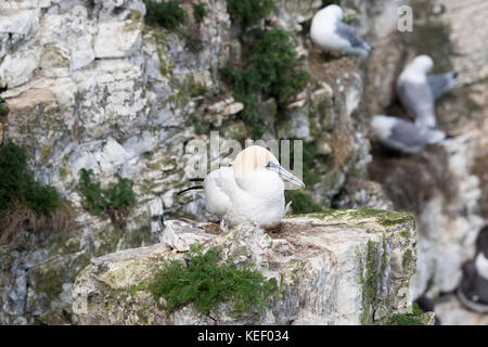 Tierwelt: tölpel an Bempton Cliffs. (Morus bassanus). Stockfoto