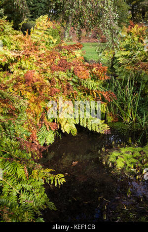 Savill garden, Englefield Green, Großbritannien. 20 Okt, 2017. Herbst Farbe am savill Garden im Windsor Great Park. Credit: Mark kerrison/alamy leben Nachrichten Stockfoto