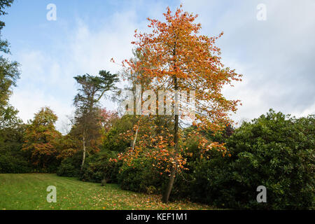 Savill garden, Englefield Green, Großbritannien. 20 Okt, 2017. Herbst Farbe am savill Garden im Windsor Great Park. Credit: Mark kerrison/alamy leben Nachrichten Stockfoto