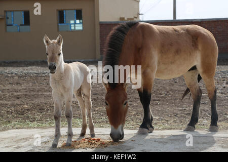 (171020) -- CHANGJI, 20. Oktober 2017 (Xinhua) -- das Pferd der weiblichen Przewalski 'Schneewittchen' (L) steht mit ihrer Mutter in einem Wildpferdezuchtzentrum in der autonomen Region Xinjiang Uygur im Nordwesten Chinas, 19. Oktober 2017. Zwei Fohlen des seltenen Przewalski-Pferdes wurden hier Anfang Oktober geboren, was die Gesamtzahl der einst ausgestorbenen Wildpferde in der Region auf 379 erhöht. Przewalskis Pferde lebten historisch auf Grasland, das heute Teil der Autonomen Region Xinjiang Uygur und der Mongolei ist. Stockfoto