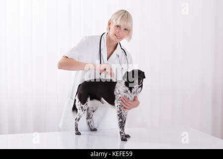 Lächelnde junge weibliche Berufsbildung der Prüfung Hund die Haare mit dem Kamm in der Klinik Stockfoto