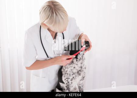 Zähne von jungen weiblichen Hund Tierarzt Reinigung mit der Zahnbürste in der Klinik Stockfoto
