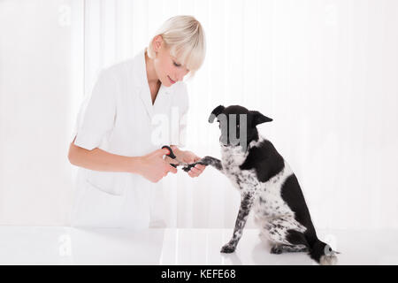 Junge weibliche Tierarzt der Hund trimmen Zehennagel in Klinik Stockfoto