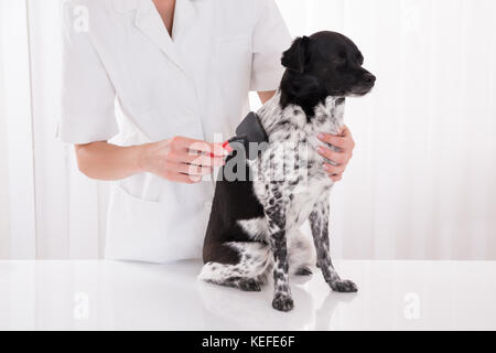 Nahaufnahme von einem Tierarzt, der Pflege hund Haar Stockfoto