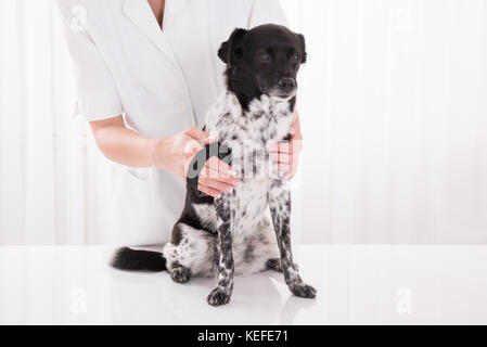 Weibliche Berufsbildung bürsten Hund die Haare in der Klinik Stockfoto