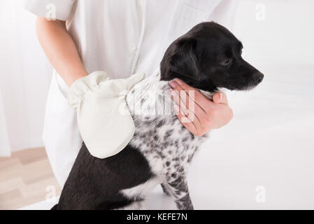 Nahaufnahme von einem Tierarzt untersucht Hund Stockfoto