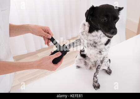 Nahaufnahme von einem Tierarzt, Verband auf Hund die Pfote Stockfoto