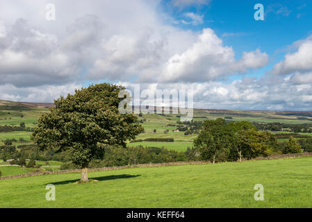 Die schöne Landschaft in der nähe von Aysgarth in den Yorkshire Dales, England an einem sonnigen Tag im September. Stockfoto