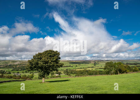 Die schöne Landschaft in der nähe von Aysgarth in den Yorkshire Dales, England an einem sonnigen Tag im September. Stockfoto