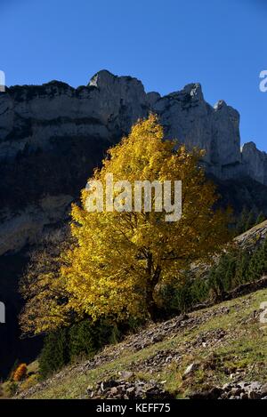 Die herbstlichen Baum, Alpstein, Kanton Appenzell Innerrhoden, Schweiz Stockfoto