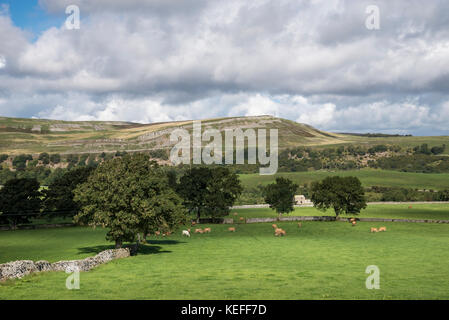 Die schöne Landschaft in der nähe von Aysgarth in Wensleydale, Yorkshire Dales, England. Blick über das Tal von Thornton Rost zu Efeu Narbe. Stockfoto