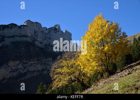 Die herbstlichen Baum, Alpstein, Kanton Appenzell Innerrhoden, Schweiz Stockfoto