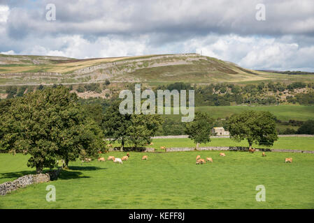 Die schöne Landschaft in der nähe von Aysgarth in Wensleydale, Yorkshire Dales, England. Blick über das Tal von Thornton Rost zu Efeu Narbe. Stockfoto