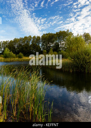 Wildlife Teich an Mercia Marina eine große inländische Marina an der Trent und Mersey Canal in der Nähe von Lee in South Derbyshire England Großbritannien Stockfoto