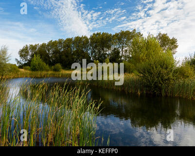 Wildlife Teich an Mercia Marina eine große inländische Marina an der Trent und Mersey Canal in der Nähe von Lee in South Derbyshire England Großbritannien Stockfoto