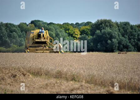 Vintage New Holland open cabyellow Mähdrescher in Aktion auf der Farm, Stockfoto
