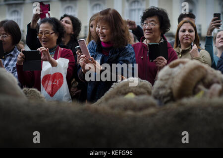 Hunderte von Schafen wandern durch Madrid am Fest der Transhumanz, in der spanischen Fiesta de la Trashumacia. Kredit: Alamy / Carles Desfilis Stockfoto