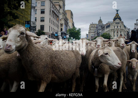 Hunderte von Schafen wandern durch Madrid am Fest der Transhumanz, in der spanischen Fiesta de la Trashumacia. Kredit: Alamy / Carles Desfilis Stockfoto