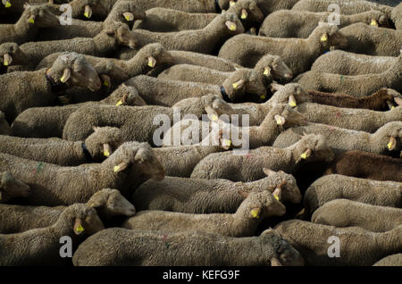 Hunderte von Schafen wandern durch Madrid am Fest der Transhumanz, in der spanischen Fiesta de la Trashumacia. Kredit: Alamy / Carles Desfilis Stockfoto