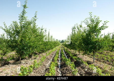 Obst- und Apfelbäume auf einer Kante in einer Reihe in der open air Stockfoto