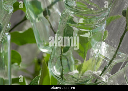 Anbau von Zitronen in Gewächshaus in die Flasche. Nach oben Schließen Stockfoto