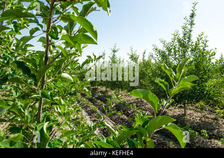 Obst- und Apfelbäume auf einer Kante in einer Reihe in der open air Stockfoto