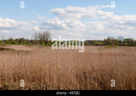 PHRAGMITES AUSTRALIS SCHILF bei Brandon Marsh Stockfoto