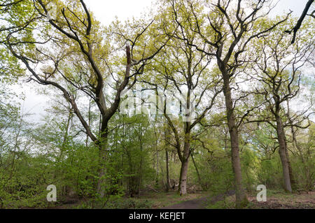 Quercus robur Pedunculate Eiche Stockfoto