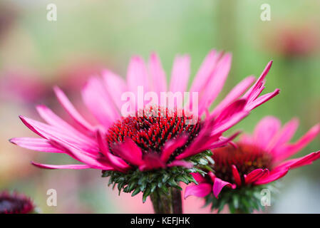 ECHINACEA PURPUREA FATAL ATTRACTION Stockfoto
