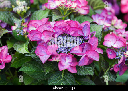 HYDRANGEA MACROPHYLLA DARK ANGEL LILA Stockfoto