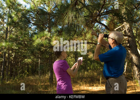 Kaukasisches Senior-Paar (60-70), das langblättrige Kiefern in Bethune, South Carolina, USA, checkt. Die Bäume werden für Mulch in der Landschaftsgestaltung verwendet. Stockfoto