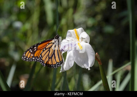 Ein monarchfalter (danaus Plexippus) ruht auf einem weißen Wild Iris an einem sonnigen Tag in einem Kalifornischen Garten. Stockfoto