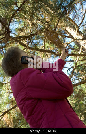 Kaukasische Frau und langen Blatt Pinien, Bethune, South Carolina, USA. Langen Blatt Kiefern sind für Laubdecke im Landschaftsbau. Stockfoto