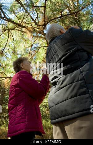 Kaukasisches Senior-Paar (60-70), das langblättrige Kiefern in Bethune, South Carolina, USA, checkt. Die Bäume werden für Mulch in der Landschaftsgestaltung verwendet. Stockfoto