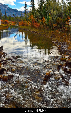 Eine vertikale Herbst Bild eines Baches mit falllaub an seinen Ufern in Jasper National Park, Alberta, Kanada. Stockfoto