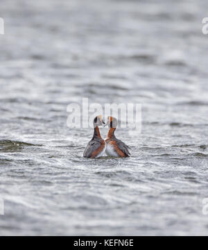 Slawonische Haubentaucher (Podiceps auritus) Durchführung der Umwerbung Tanz auf dem Loch Ness in Schottland, Großbritannien. Stockfoto