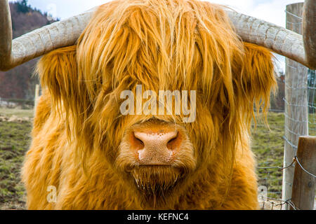 Eine riesige, orange behaarte Hochlandkuh, Schottland, Großbritannien Stockfoto