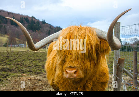 Eine riesige, orange behaarte Hochlandkuh, Schottland, Großbritannien Stockfoto