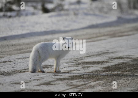 Arctic Fuchs (Vulpes lagopus) steht in der Mitte von einer Schotterstraße in der Nähe von Churchill, Manitoba Stockfoto