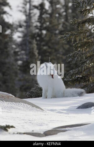 Arctic Fuchs (Vulpes lagopus) in weiß winter Mantel sitzen auf Schnee und Gähnen Stockfoto