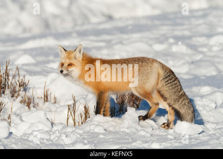 Red Fox im Winter mit schweren Fell zum Schutz gegen die klirrende Kälte im Yellowstone Nationalpark, Wyoming Stockfoto